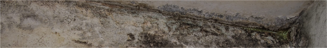 Mold Damage Claim - Public Adjuster